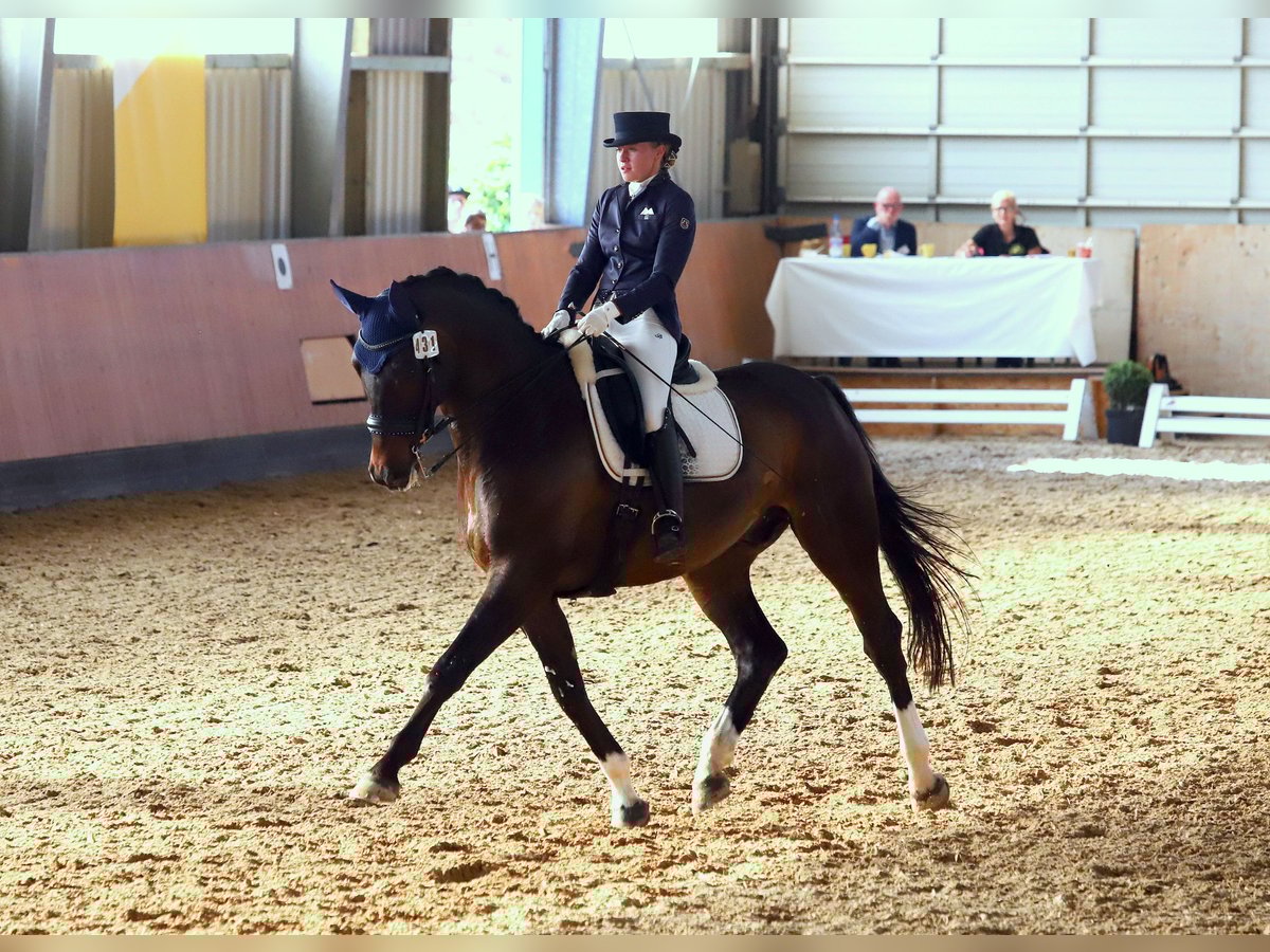 Hannoveraan Ruin 16 Jaar 176 cm Donkerbruin in Pulheim