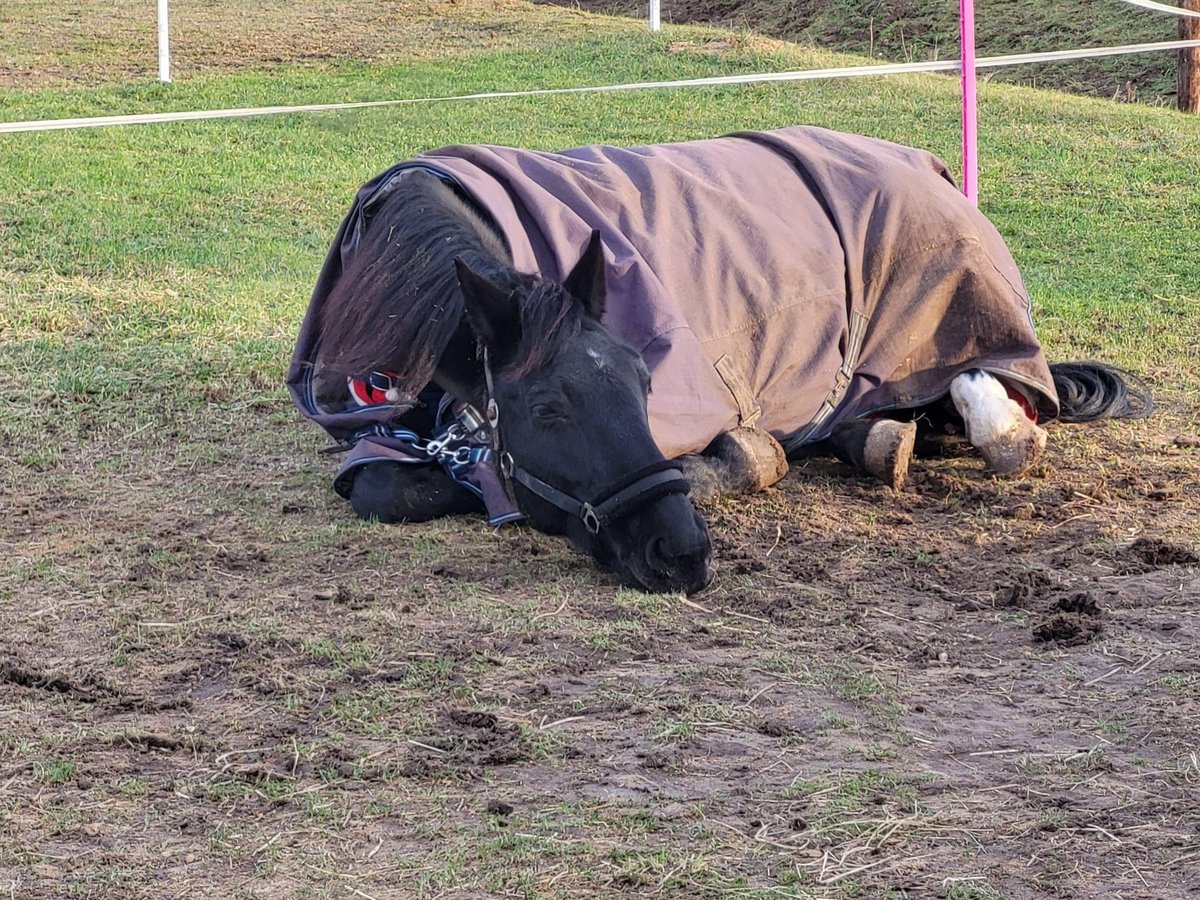 Hannoveraan Ruin 16 Jaar Zwart in Weiterstadt