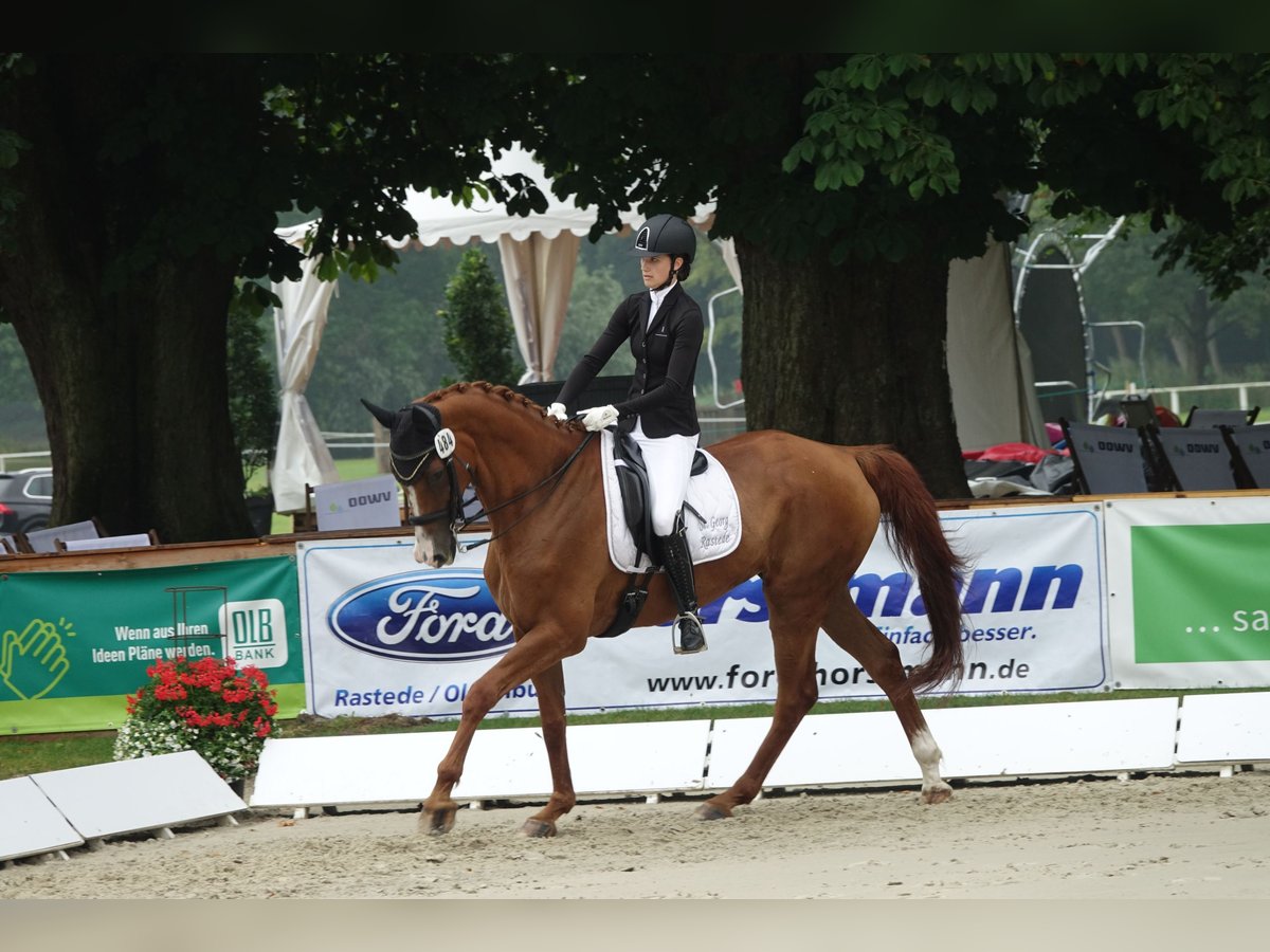 Hannoveraan Ruin 18 Jaar 175 cm Vos in Rastede