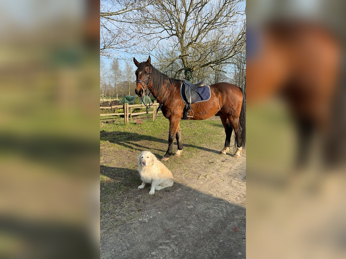 Hannoveraan Ruin 19 Jaar 170 cm Bruin in Wingst