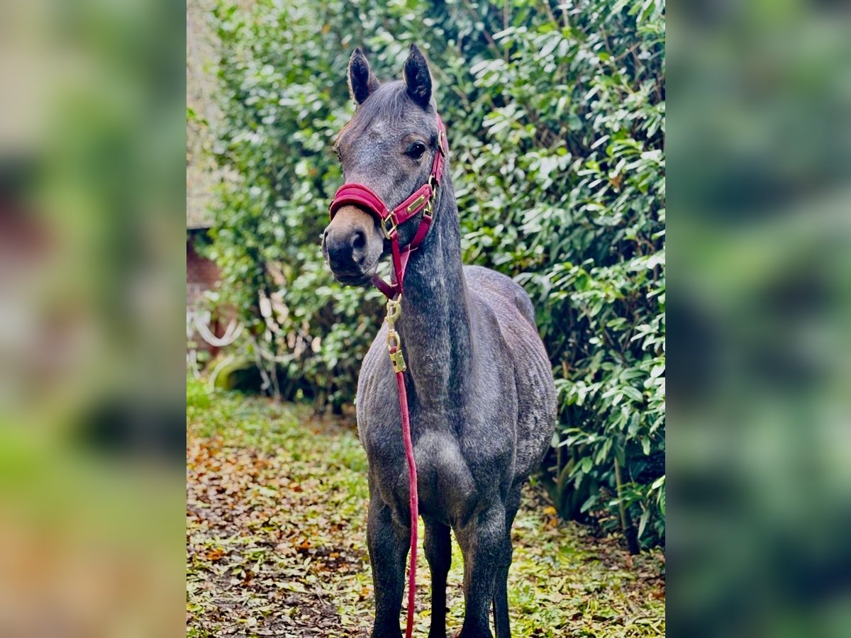 Hannoveraan Ruin 1 Jaar 150 cm kan schimmel zijn in Hagen im Bremischen