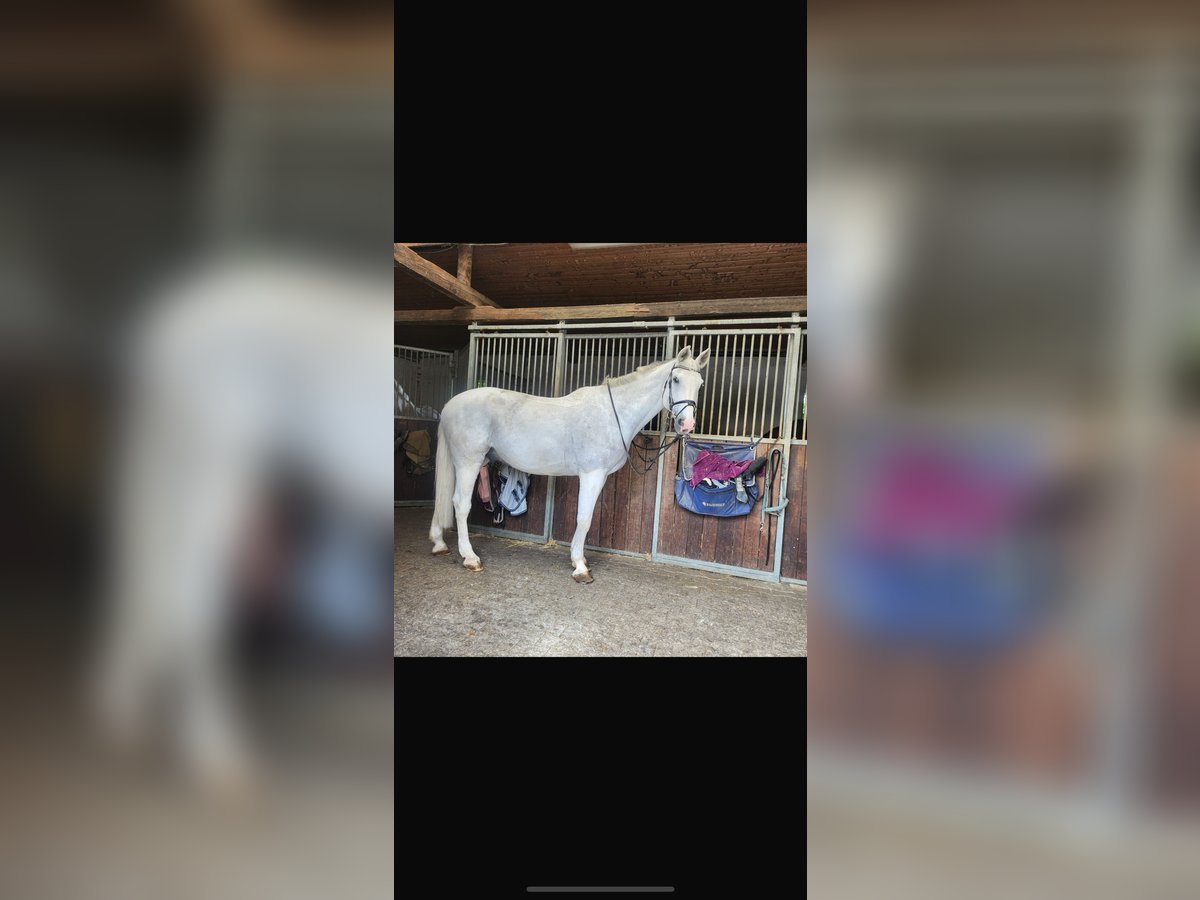 Hannoveraan Ruin 20 Jaar 170 cm in Eppelheim