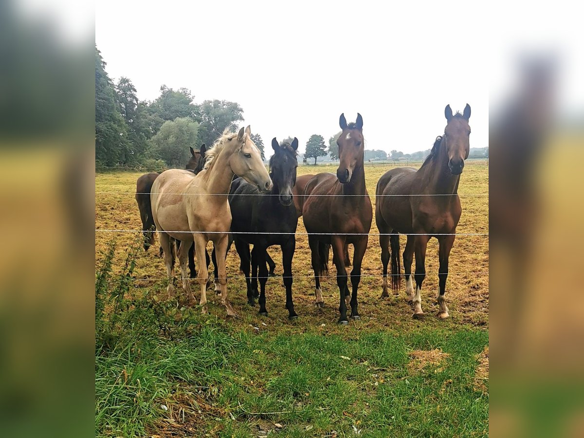 Hannoveraan Ruin 2 Jaar 165 cm Bruin in Zeschdorf