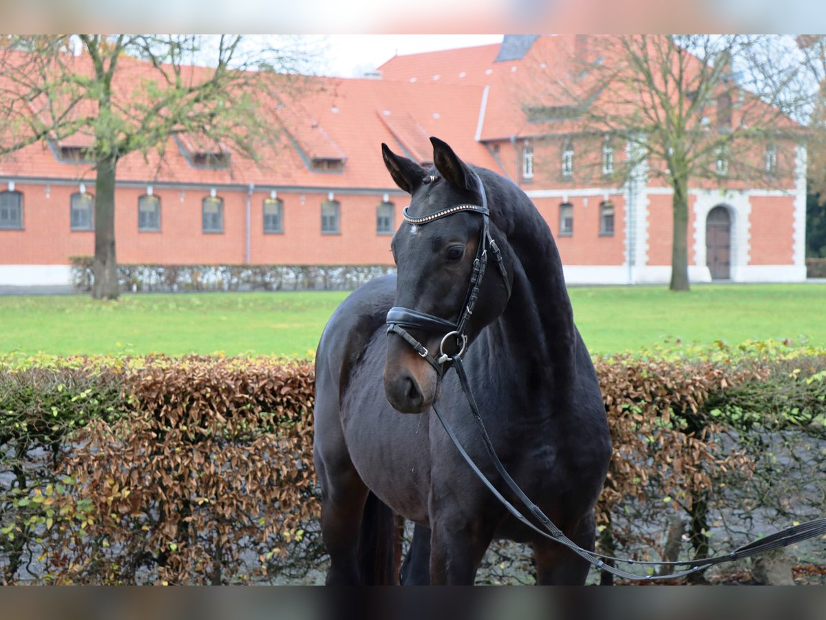 Hannoveraan Ruin 2 Jaar 167 cm Donkerbruin in Celle