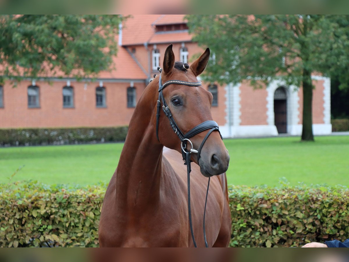 Hannoveraan Ruin 2 Jaar 170 cm Bruin in Celle