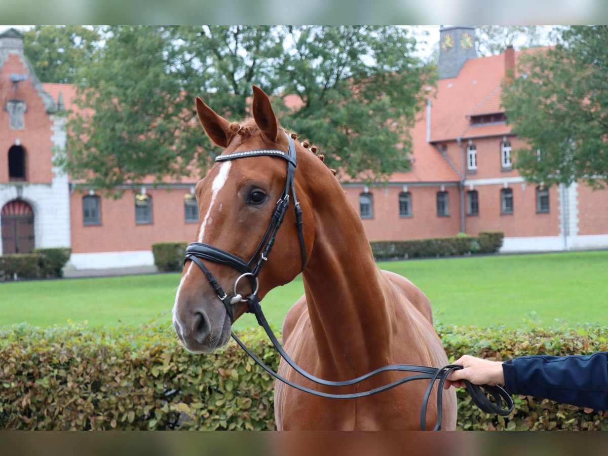 Hannoveraan Ruin 2 Jaar 170 cm Vos in Celle