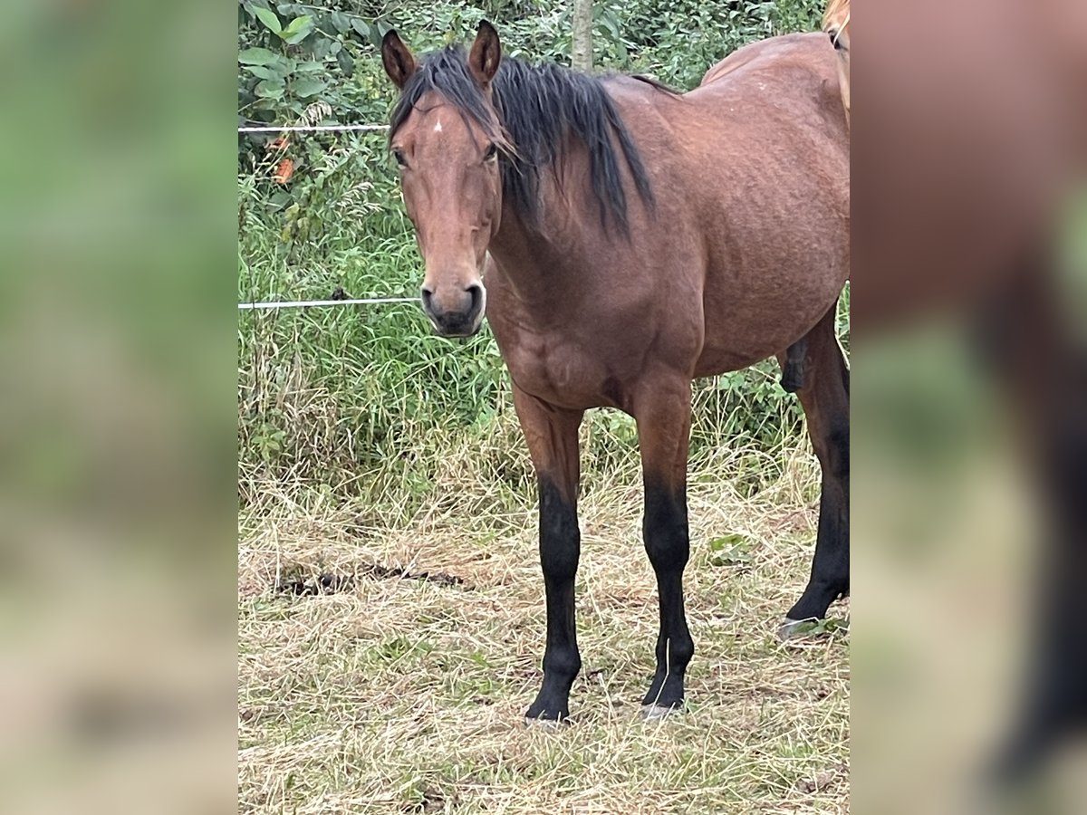 Hannoveraan Ruin 3 Jaar 158 cm Bruin in Emtmannsberg