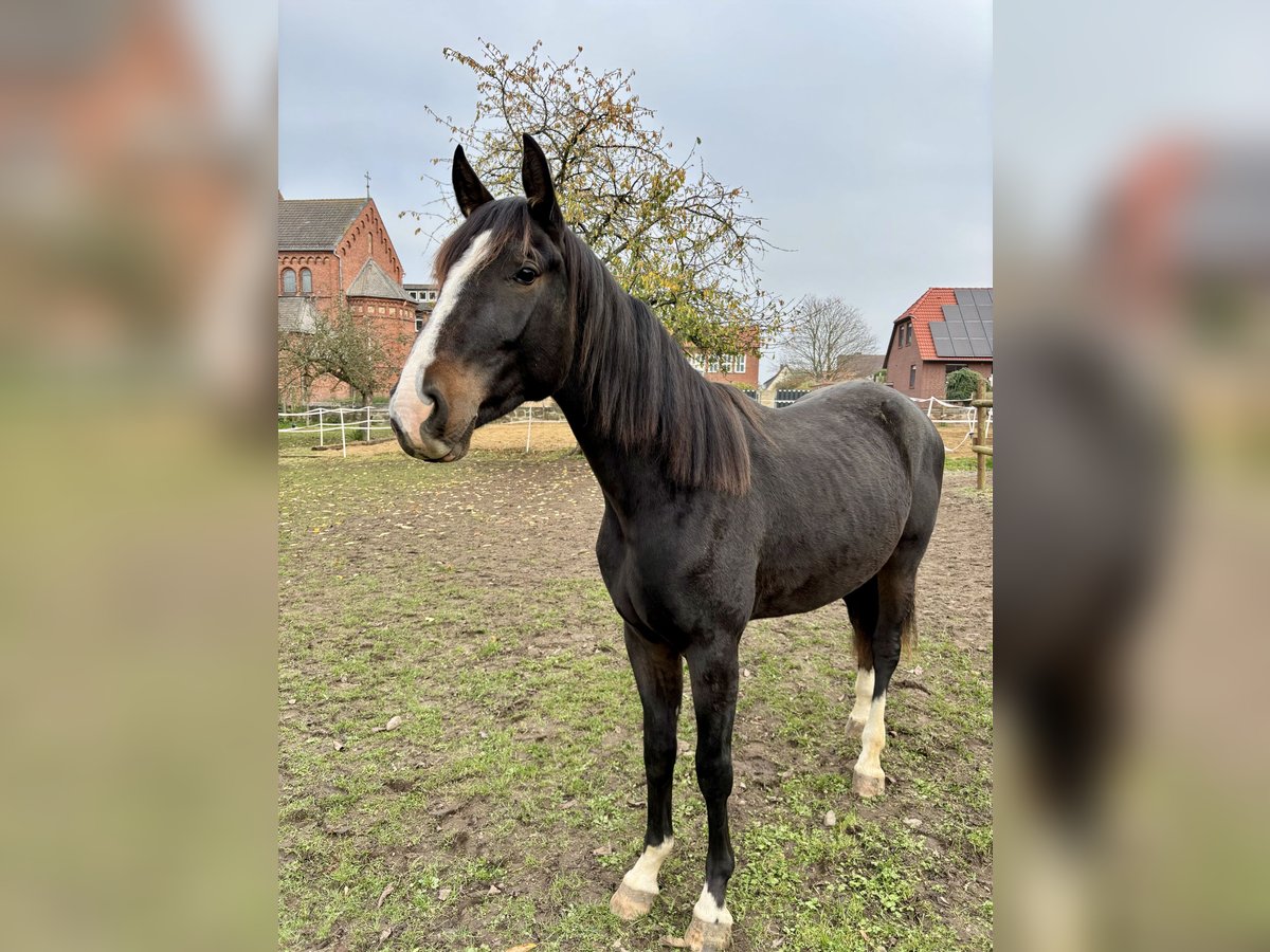 Hannoveraan Ruin 3 Jaar 160 cm Bruin in Schellerten