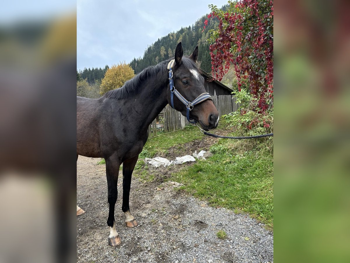 Hannoveraan Ruin 3 Jaar 160 cm Donkerbruin in Schöder