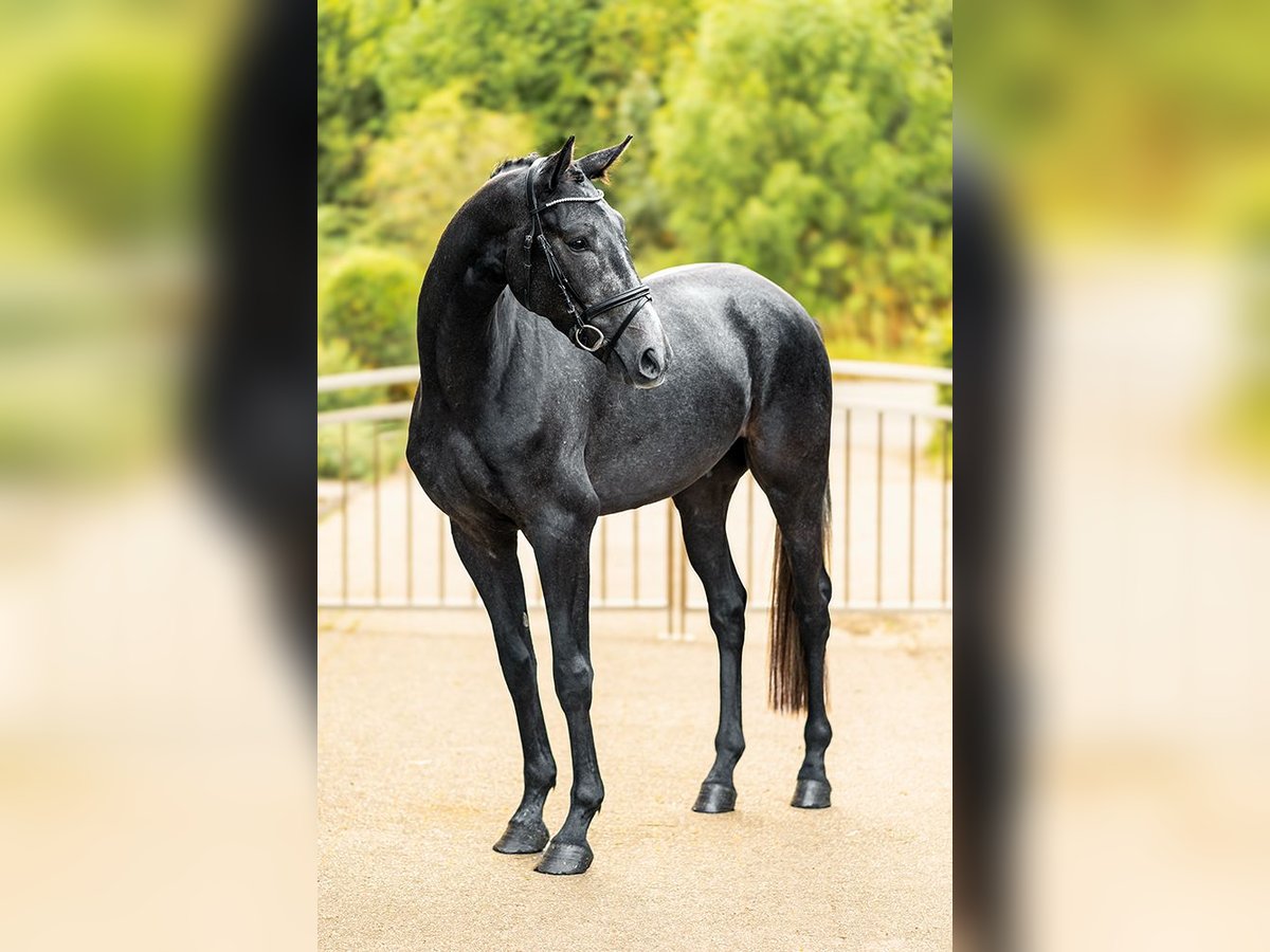 Hannoveraan Ruin 3 Jaar 162 cm Zwartschimmel in Velen