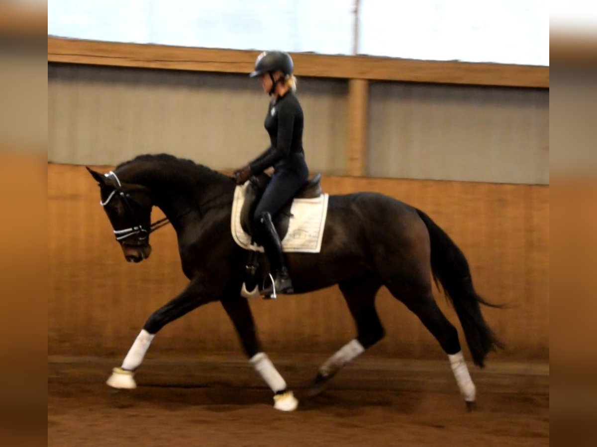 Hannoveraan Ruin 3 Jaar 163 cm Donkerbruin in Fredenbeck