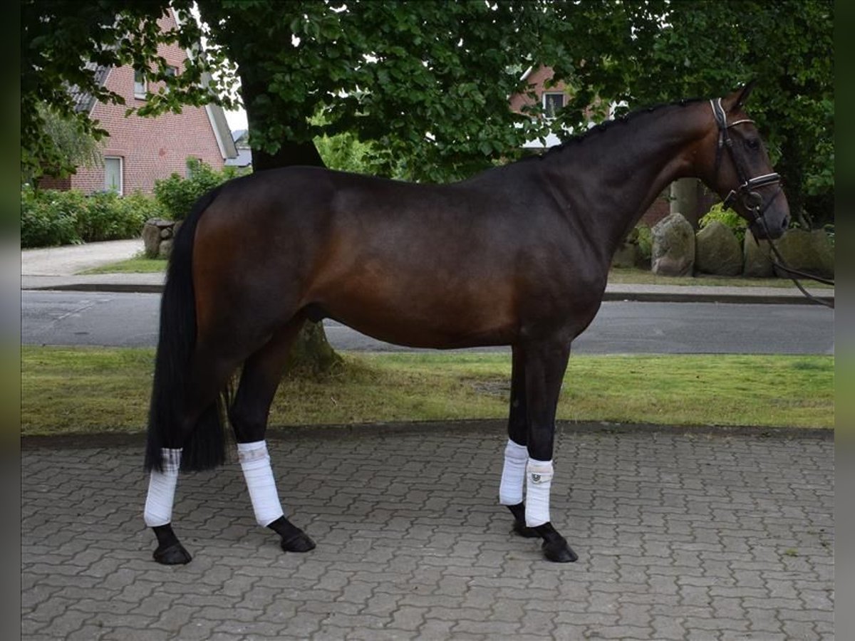 Hannoveraan Ruin 3 Jaar 165 cm Donkerbruin in Fredenbeck