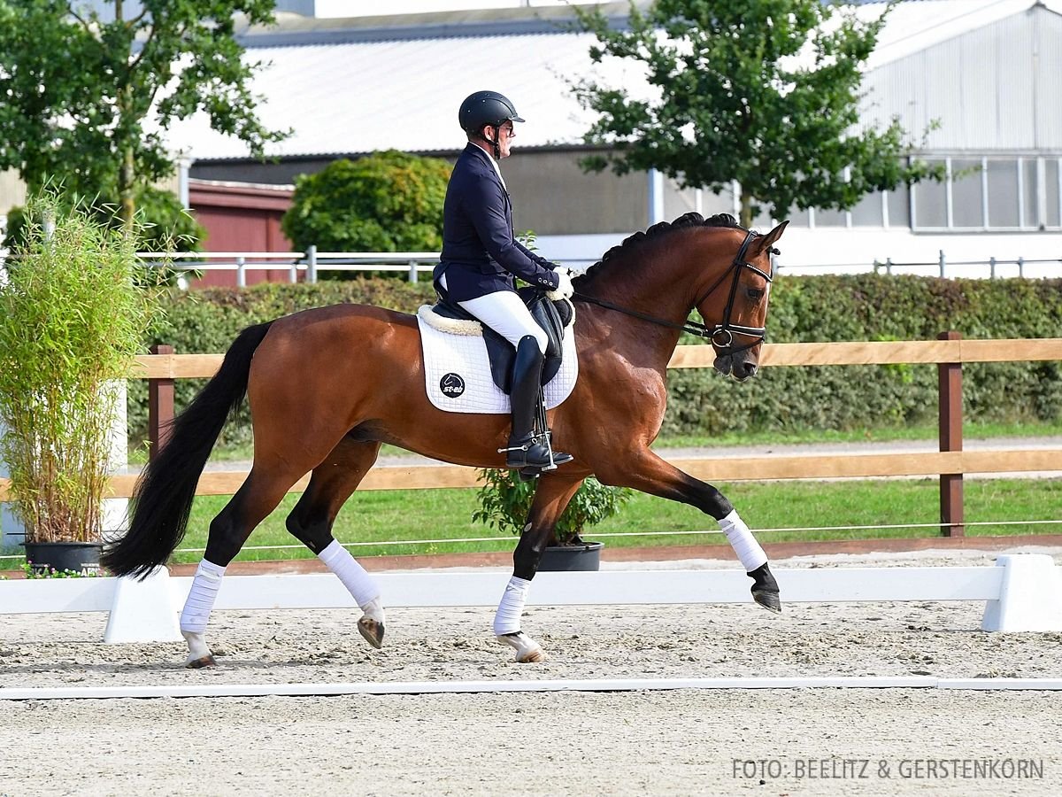 Hannoveraan Ruin 3 Jaar 166 cm Bruin in Verden