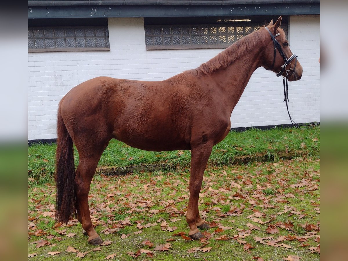 Hannoveraan Ruin 3 Jaar 166 cm Donkere-vos in Viöl