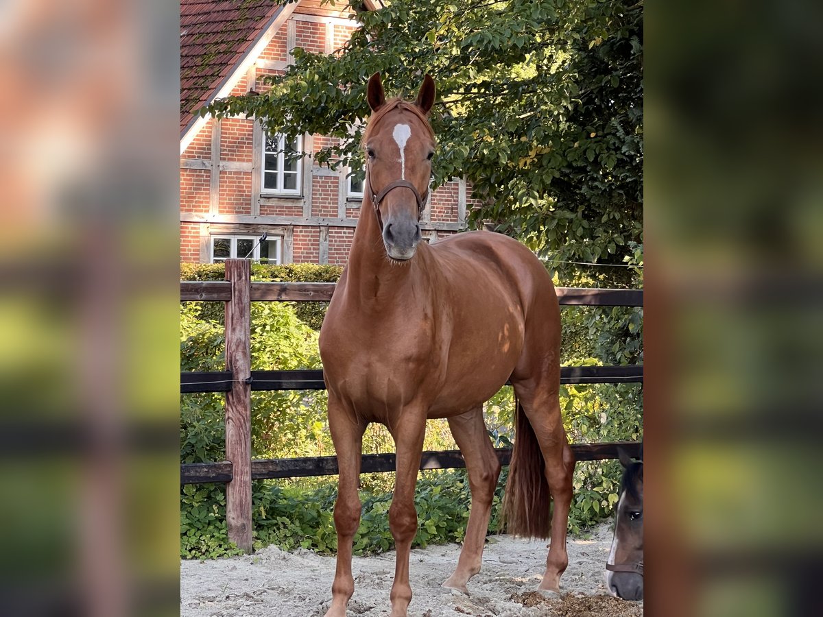 Hannoveraan Ruin 3 Jaar 166 cm Vos in Wagenfeld