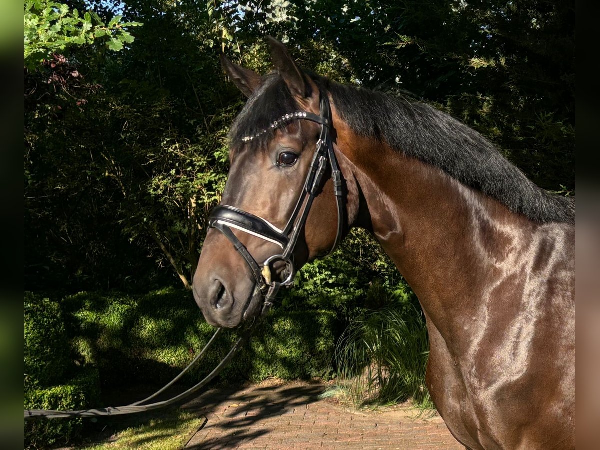 Hannoveraan Ruin 3 Jaar 169 cm Donkerbruin in Sandbostel