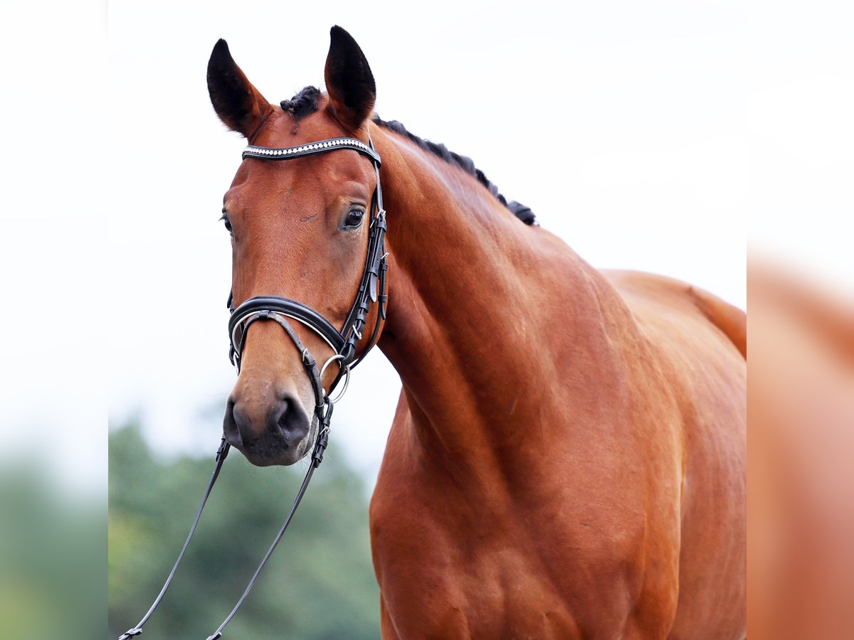 Hannoveraan Ruin 3 Jaar 170 cm Bruin in L&#xF6;wenberger Land