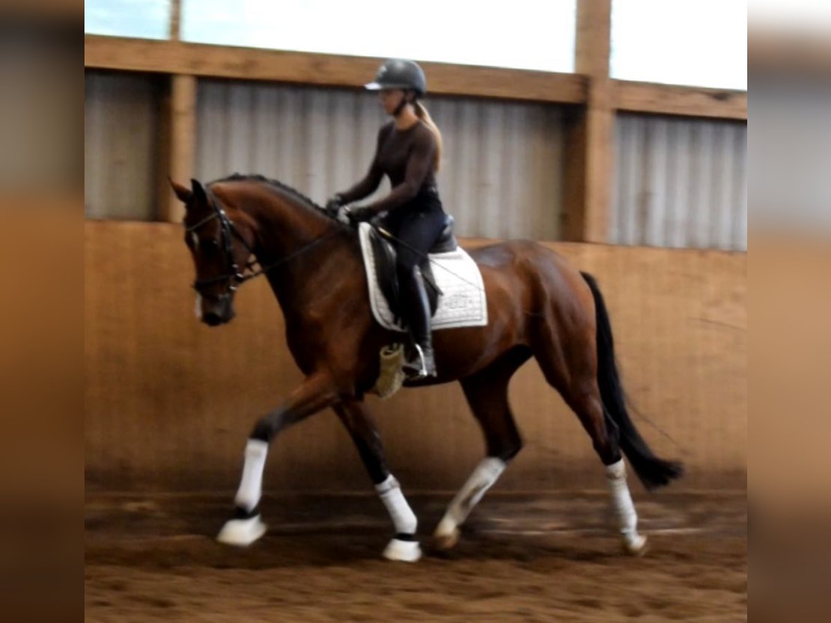 Hannoveraan Ruin 3 Jaar 170 cm Bruin in Fredenbeck