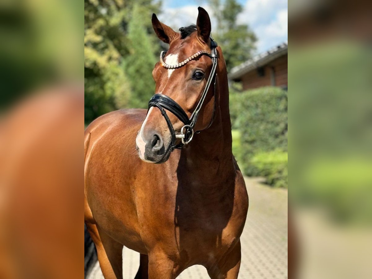 Hannoveraan Ruin 3 Jaar 170 cm Bruin in Lippetal