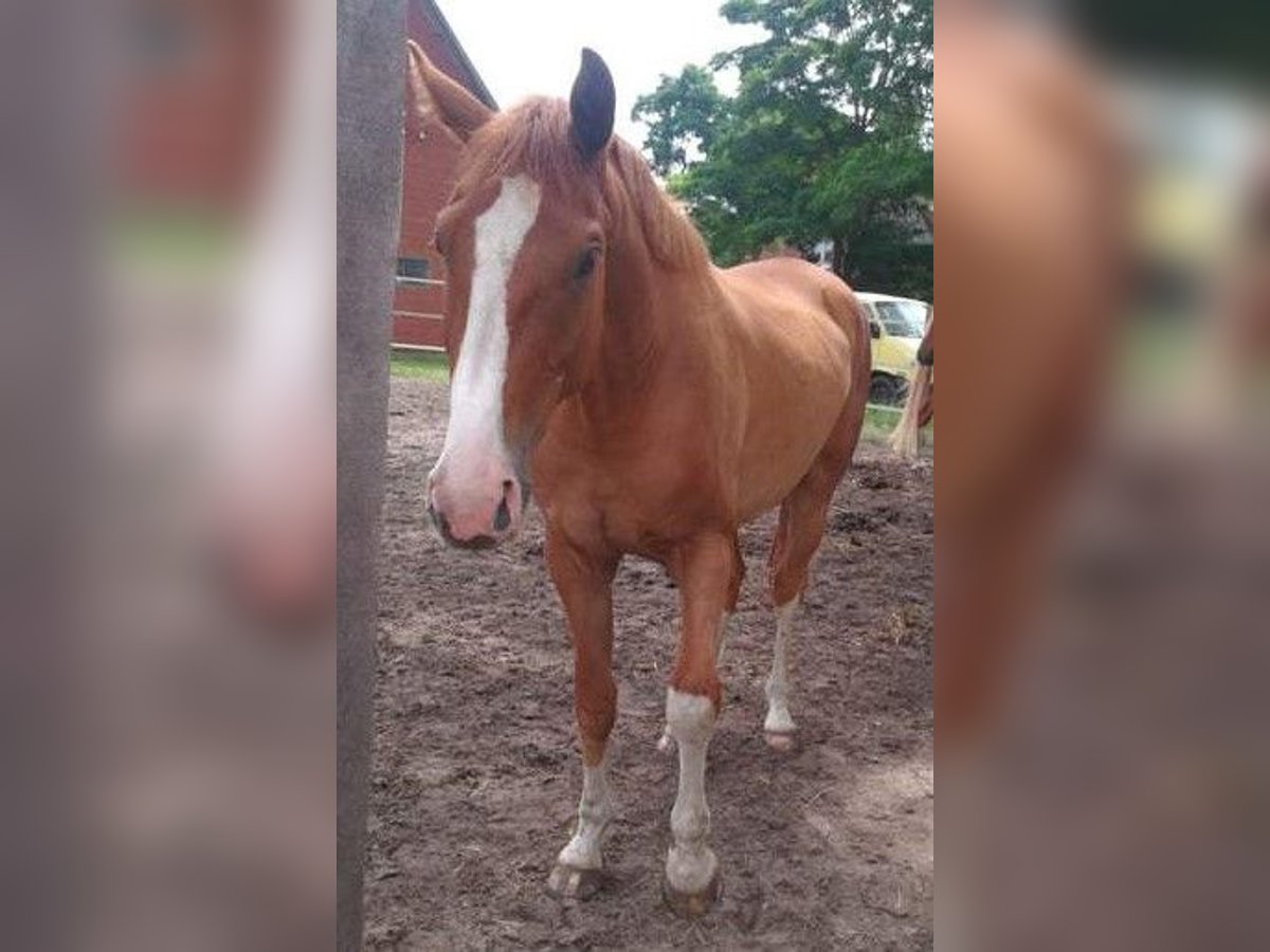 Hannoveraan Ruin 3 Jaar 170 cm Vos in Trebel