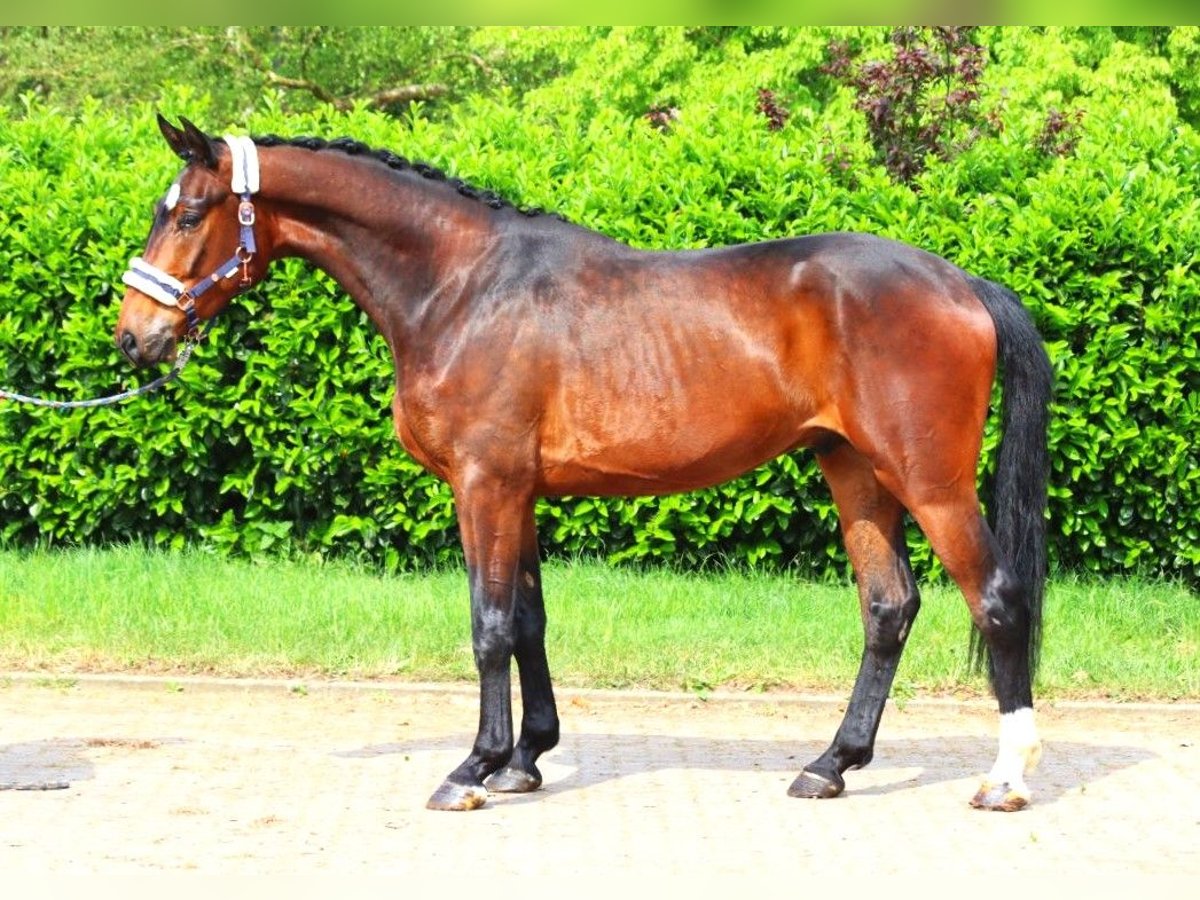 Hannoveraan Ruin 3 Jaar 172 cm Bruin in Selsingen