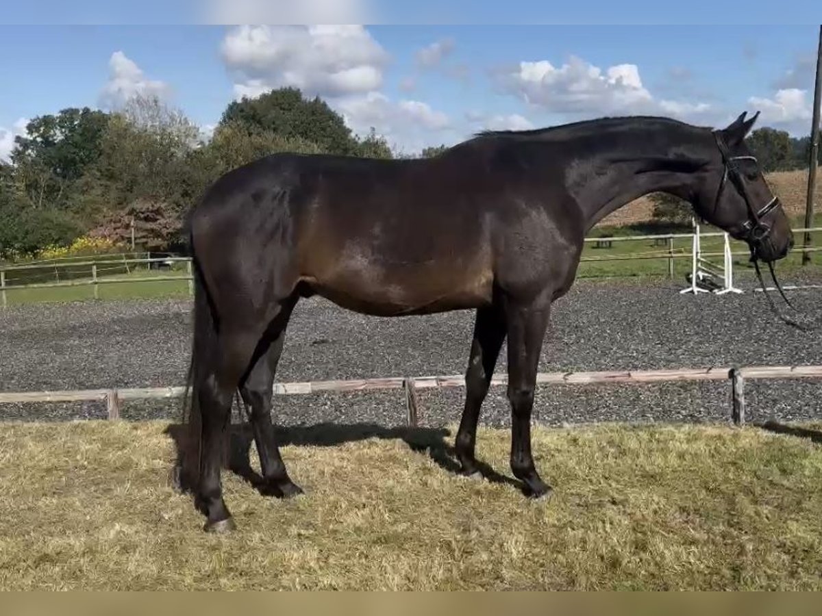 Hannoveraan Ruin 3 Jaar 172 cm Donkerbruin in Hasbergen