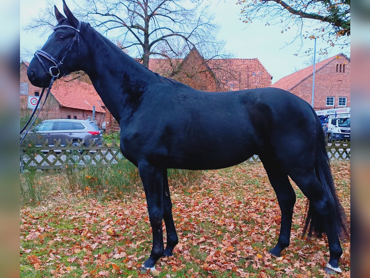 Hannoveraan Ruin 3 Jaar 173 cm Zwart in Burgdorf