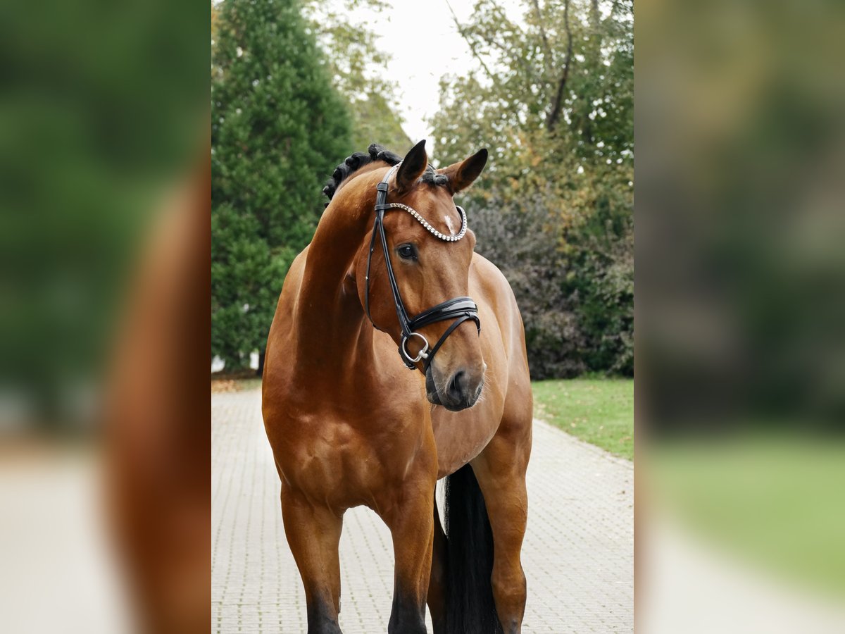 Hannoveraan Ruin 3 Jaar 179 cm Bruin in Lippetal