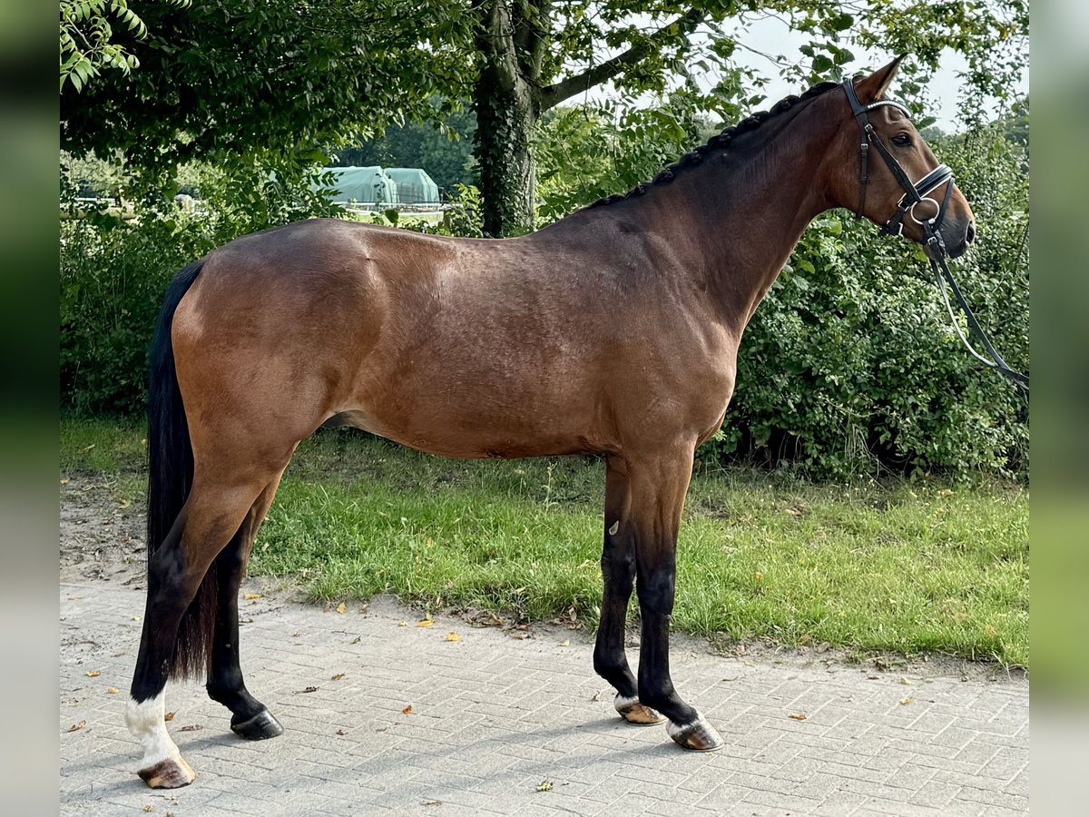 Hannoveraan Ruin 4 Jaar 157 cm Bruin in Münster