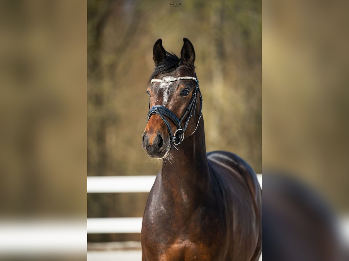 Hannoveraan Ruin 4 Jaar 162 cm Roodbruin in Bar&#x142;omino