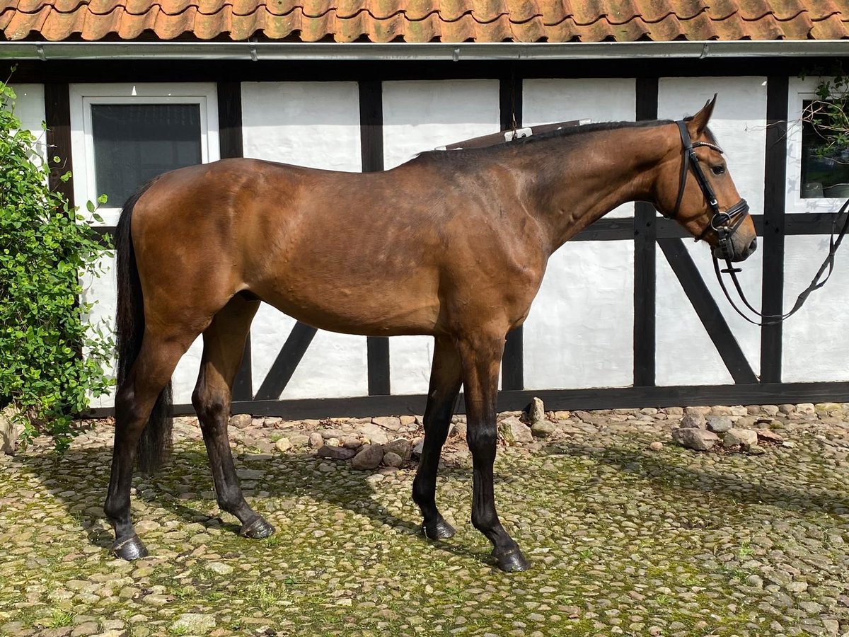 Hannoveraan Ruin 4 Jaar 162 cm in Maasen