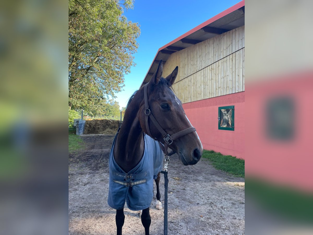 Hannoveraan Ruin 4 Jaar 163 cm Bruin in Klein Nordende