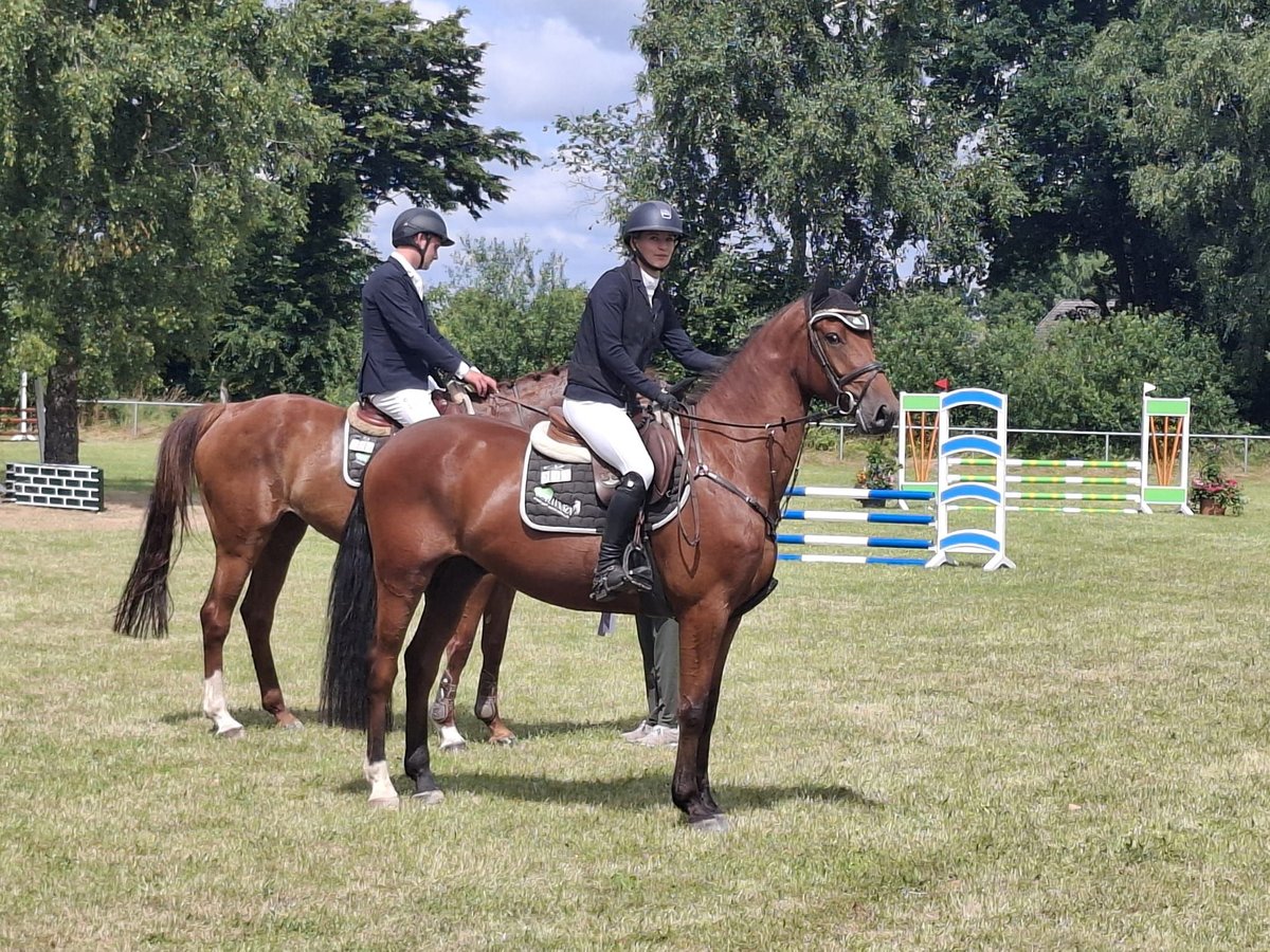 Hannoveraan Ruin 4 Jaar 164 cm Bruin in Buxtehude