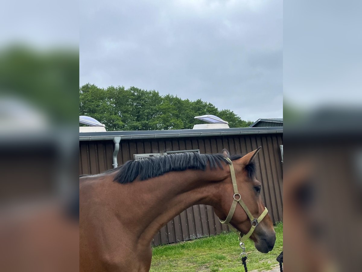 Hannoveraan Ruin 4 Jaar 165 cm Bruin in Schermbeck