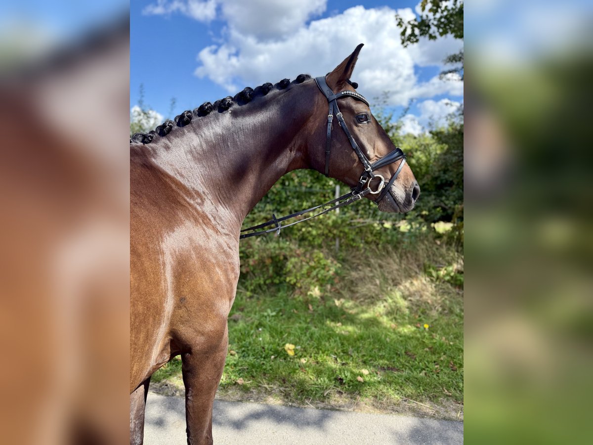Hannoveraan Ruin 4 Jaar 165 cm Donkerbruin in Buxtehude