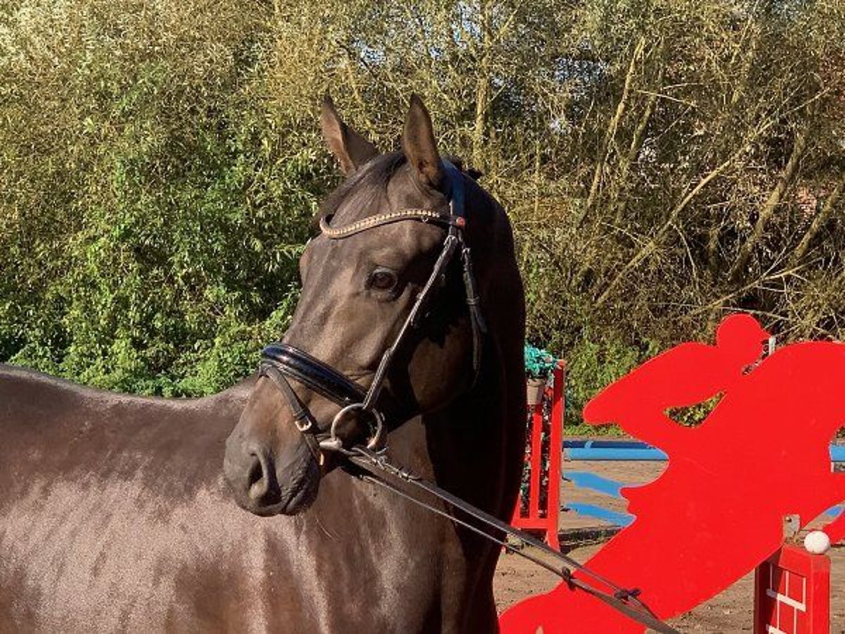 Hannoveraan Ruin 4 Jaar 165 cm Donkerbruin in Verden (Aller)