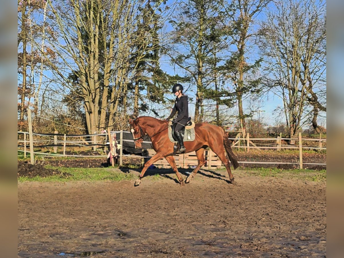 Hannoveraan Ruin 4 Jaar 165 cm Vos in Oyten