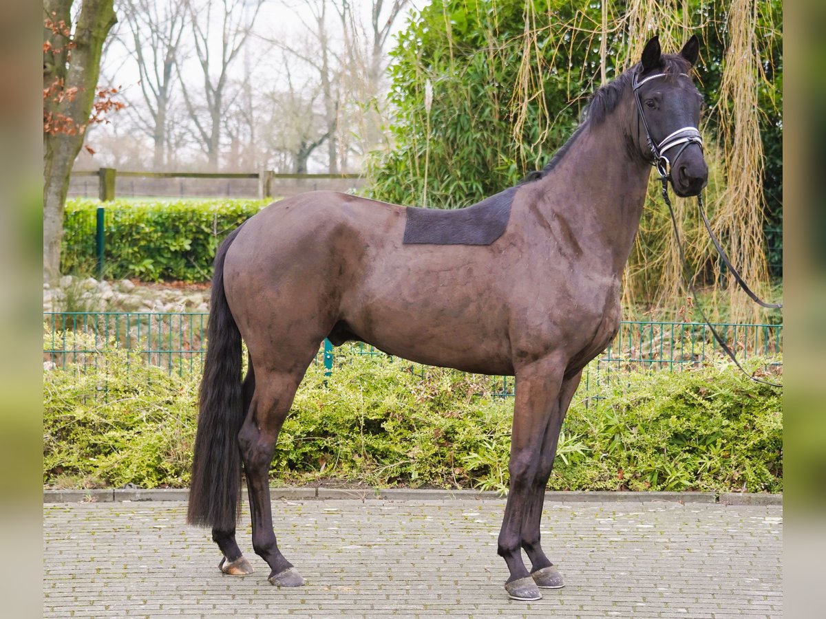 Hannoveraan Ruin 4 Jaar 165 cm Zwart in Coesfeld