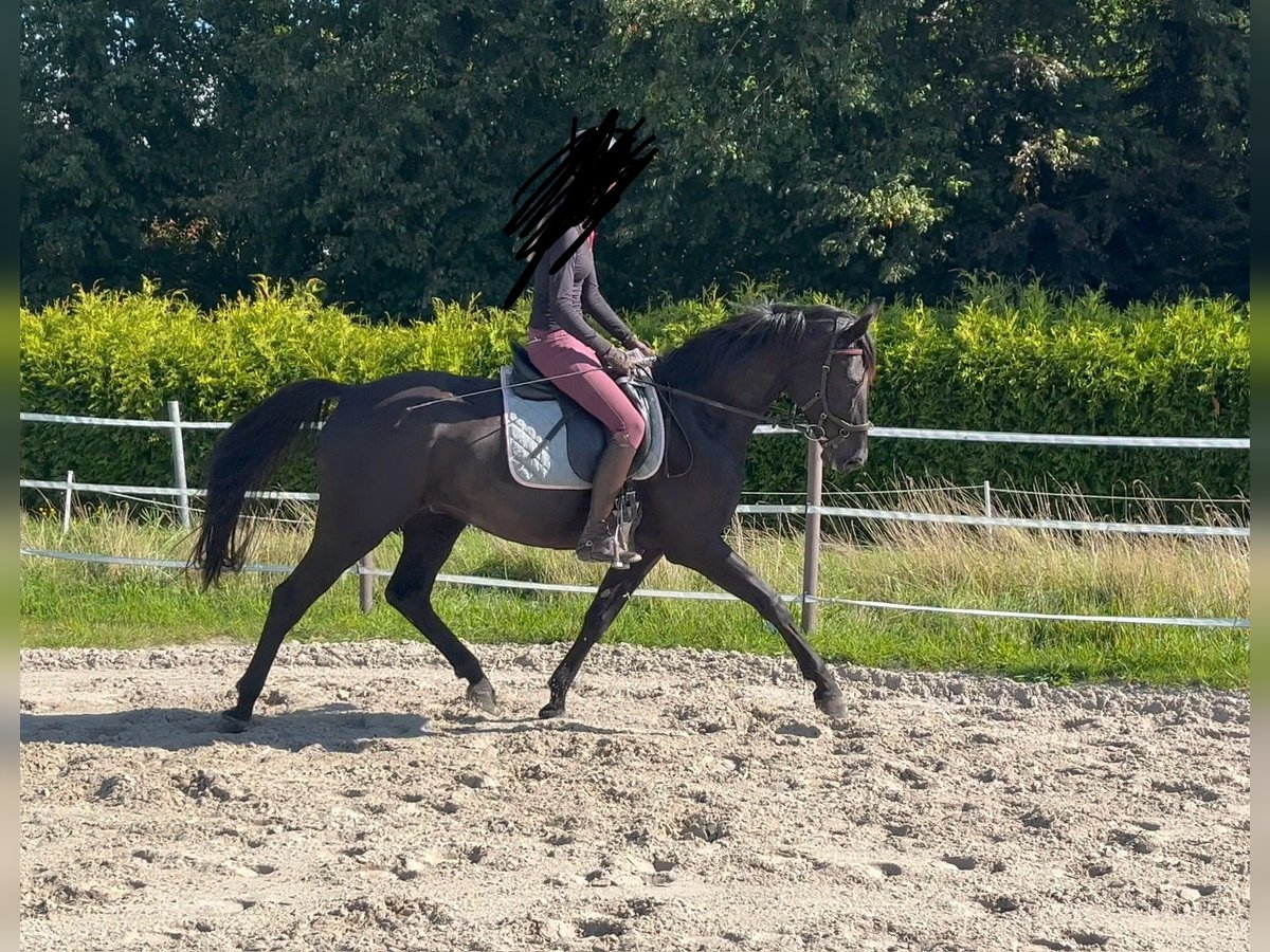 Hannoveraan Ruin 4 Jaar 165 cm Zwart in Hage