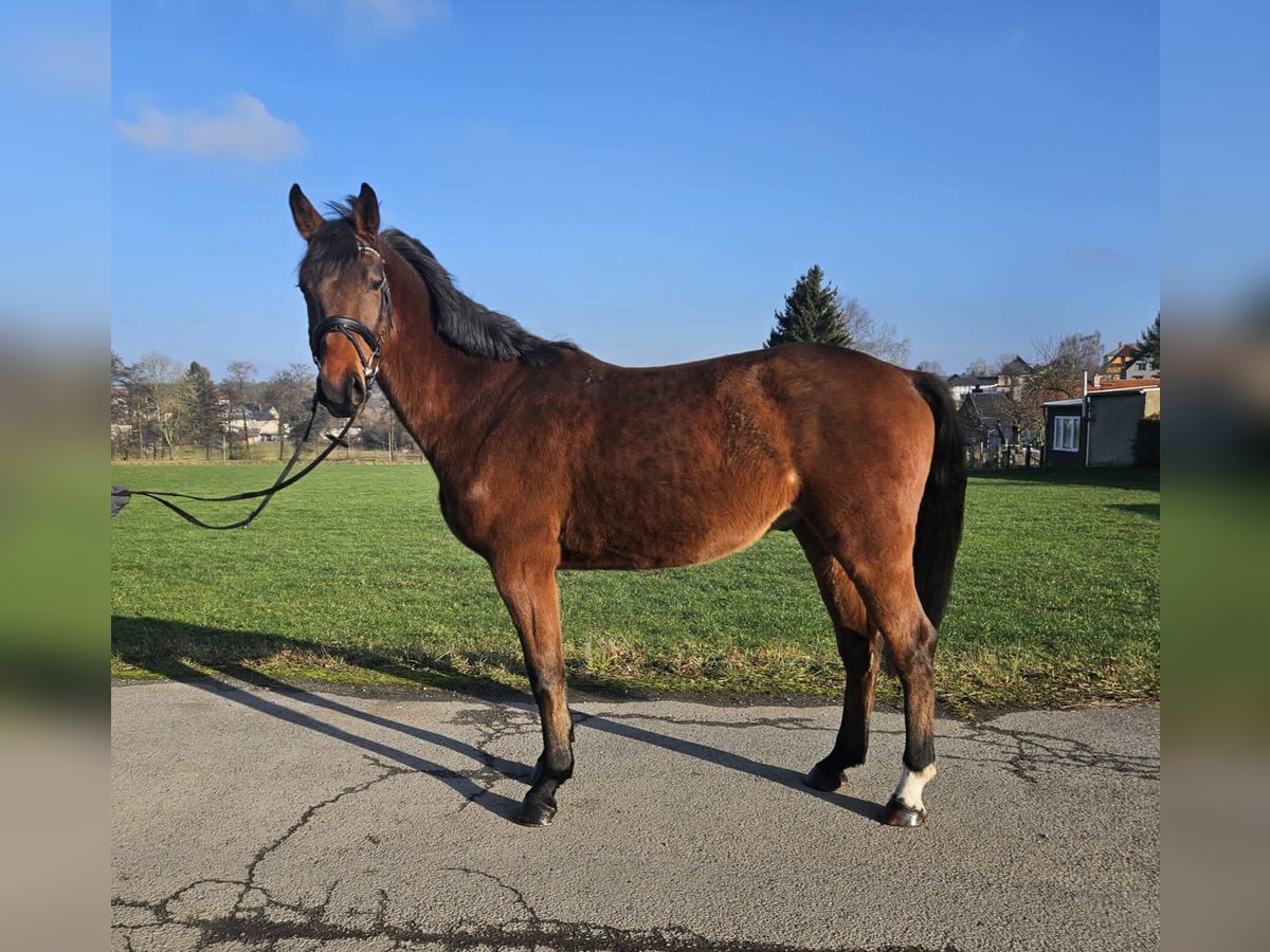 Hannoveraan Ruin 4 Jaar 166 cm Bruin in Zeulenroda