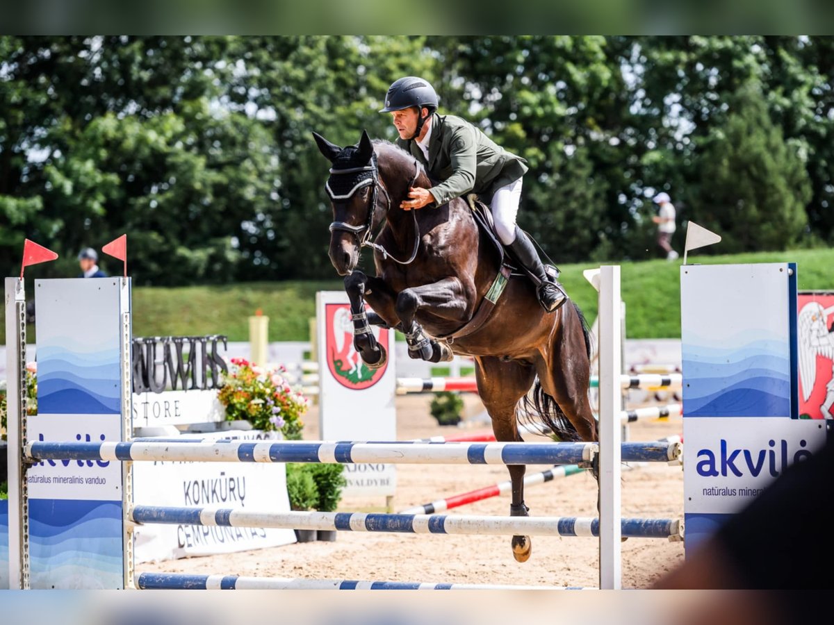 Hannoveraan Ruin 4 Jaar 166 cm Donkerbruin in Siauliai