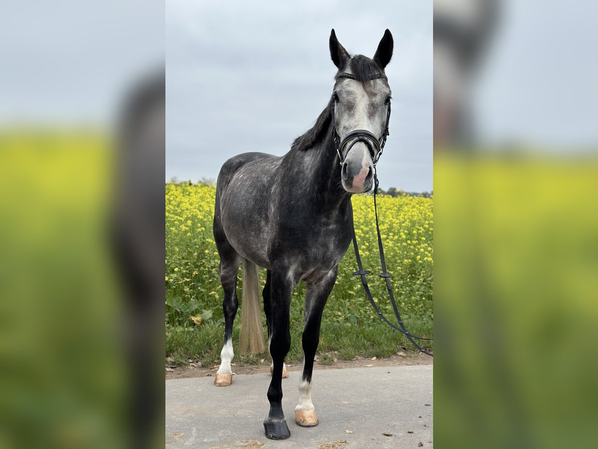 Hannoveraan Ruin 4 Jaar 167 cm Schimmel in Rodgau