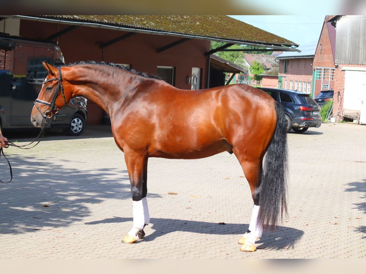 Hannoveraan Ruin 4 Jaar 168 cm Bruin in Selsingen