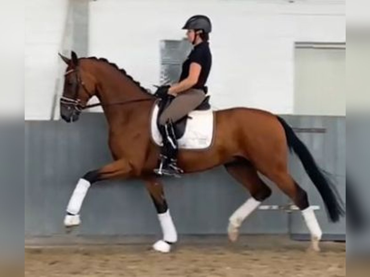 Hannoveraan Ruin 4 Jaar 168 cm Bruin in Tiddische