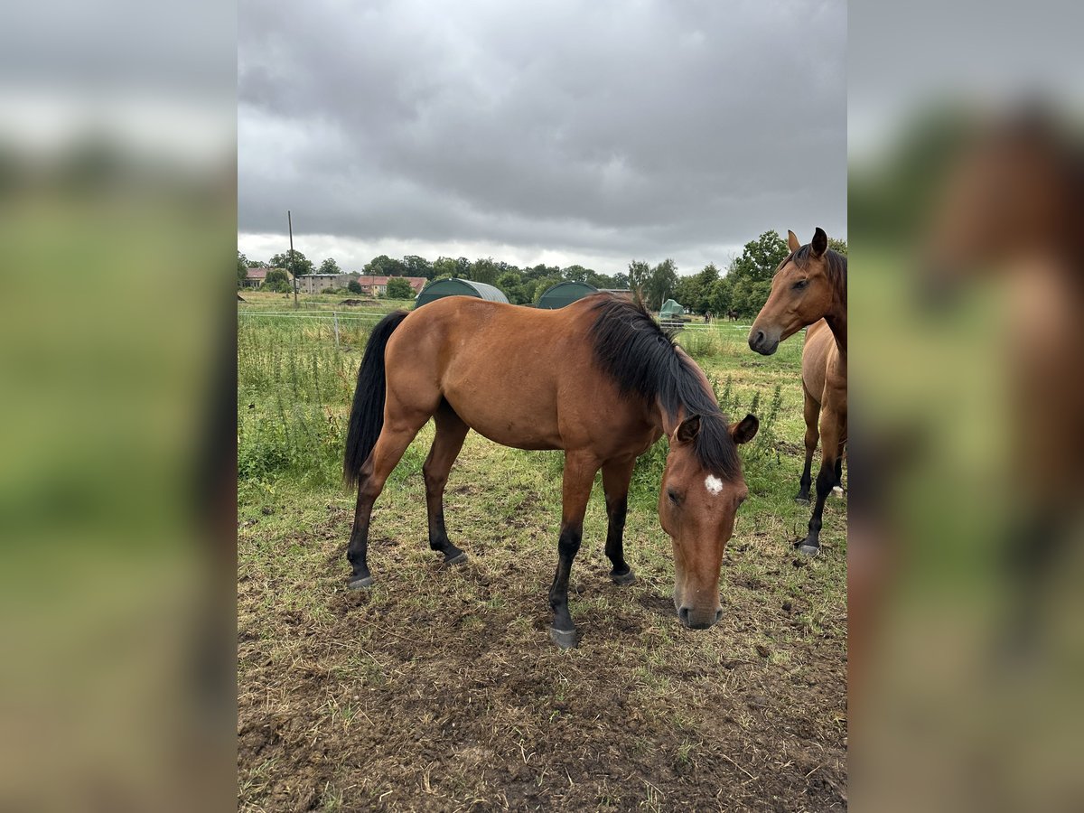 Hannoveraan Ruin 4 Jaar 168 cm Bruin in Rohrlack