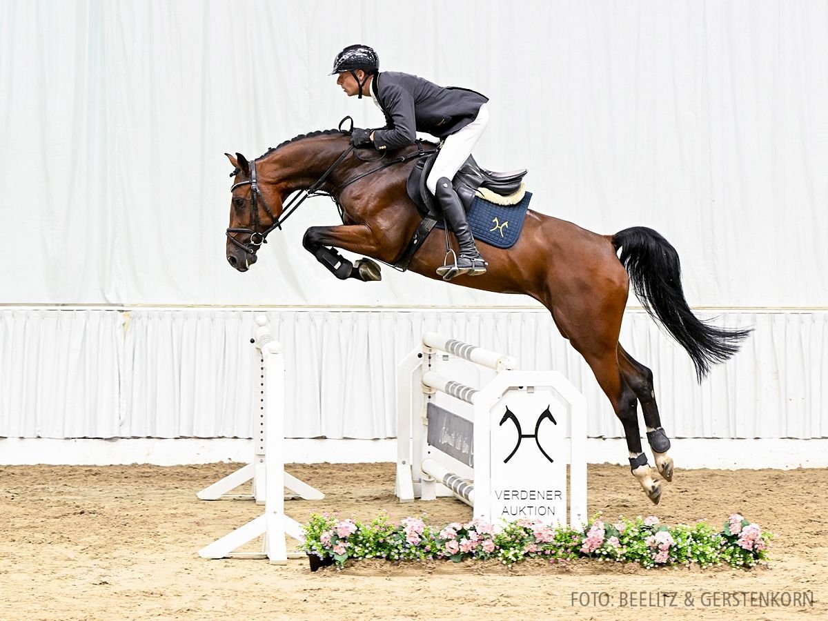 Hannoveraan Ruin 4 Jaar 168 cm Bruin in Verden