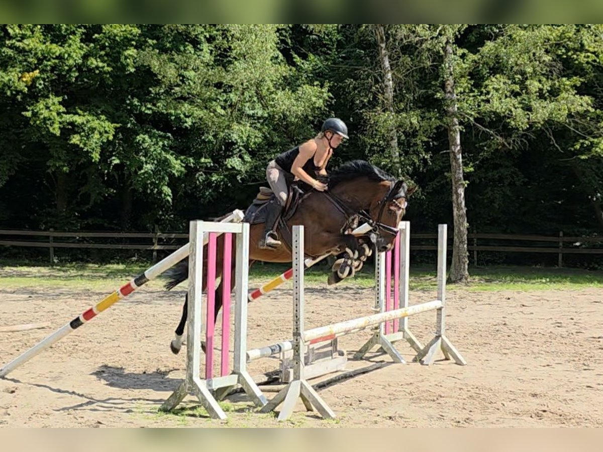 Hannoveraan Ruin 4 Jaar 168 cm Donkerbruin in Braunschweig