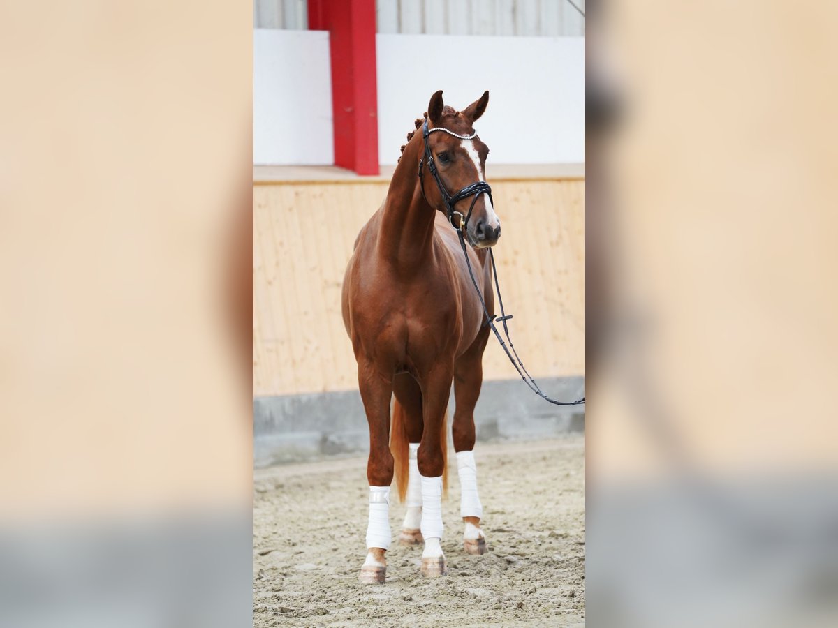 Hannoveraan Ruin 4 Jaar 168 cm Vos in Hohenfelde