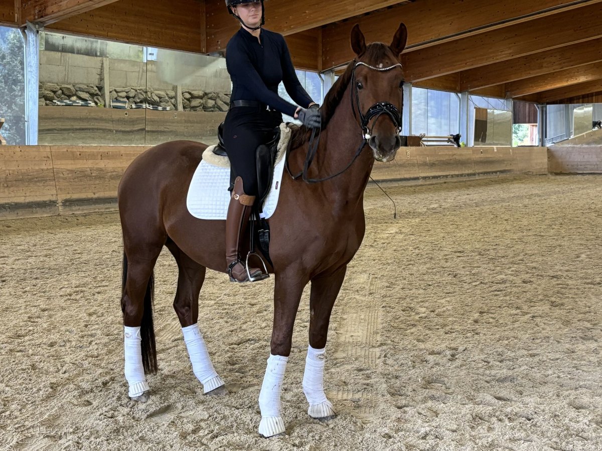 Hannoveraan Ruin 4 Jaar 168 cm Vos in Innsbruck