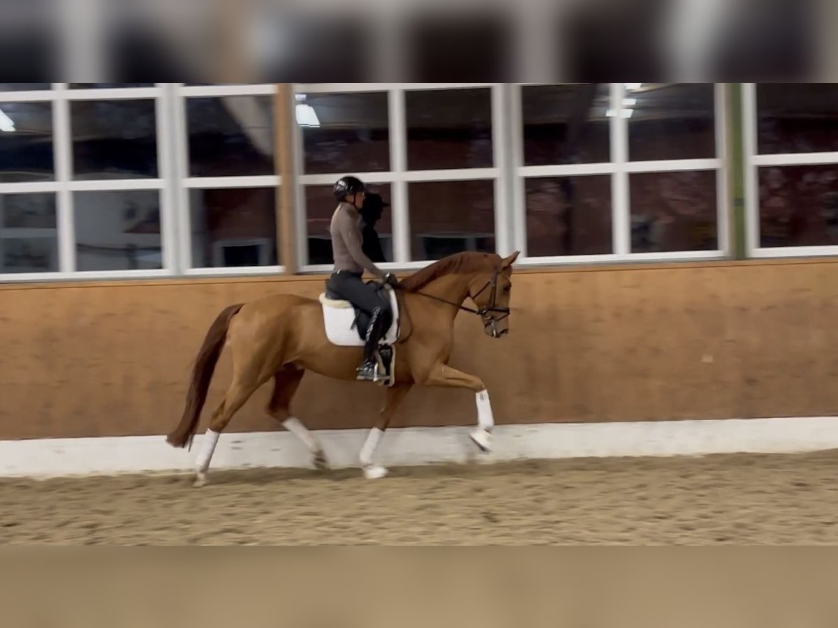 Hannoveraan Ruin 4 Jaar 168 cm Vos in Sandbostel